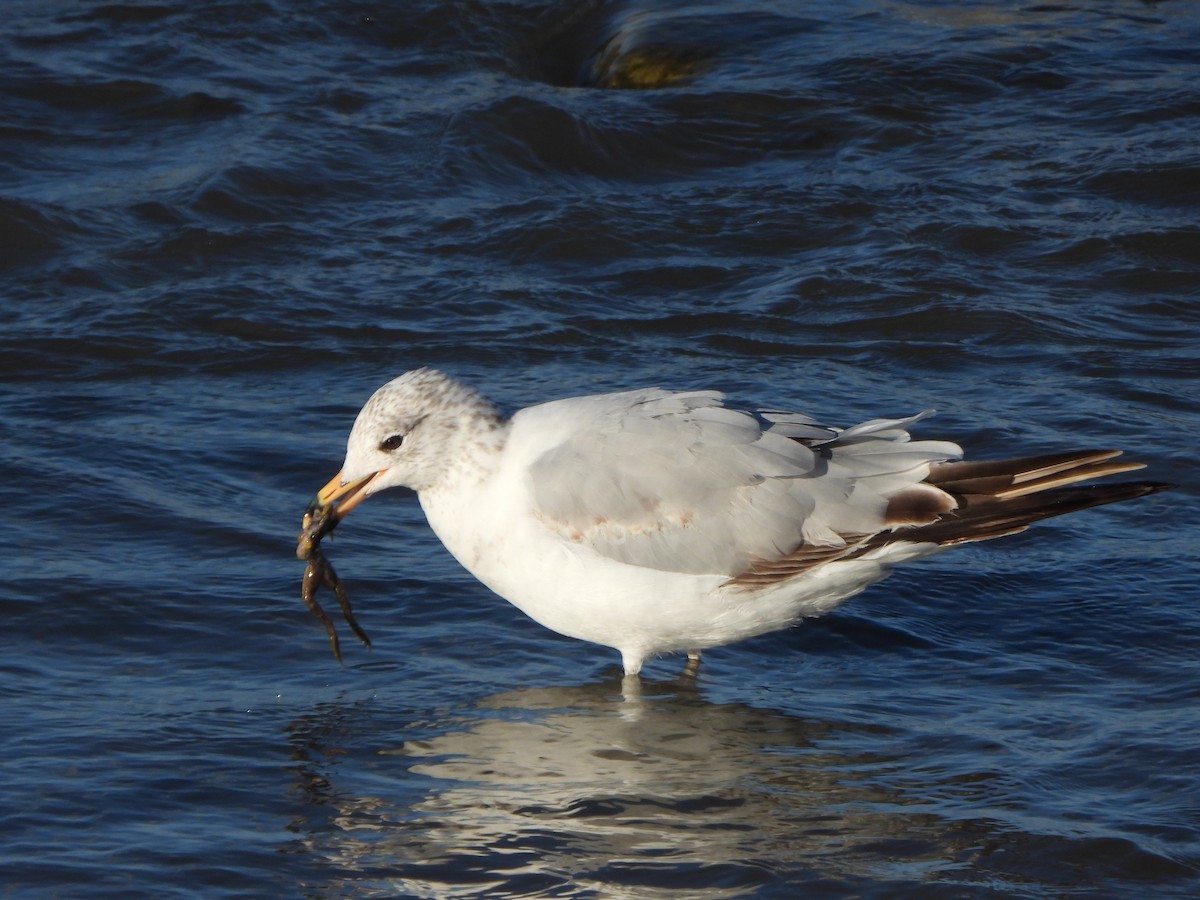 Ring-billed Gull - ML620775001