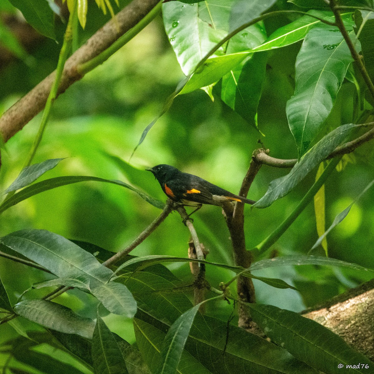 American Redstart - ML620775002