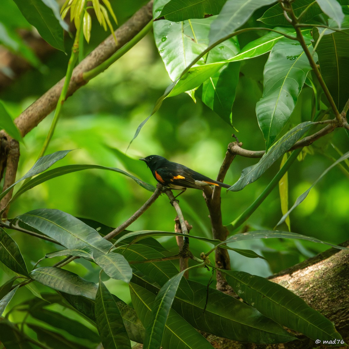 American Redstart - ML620775003