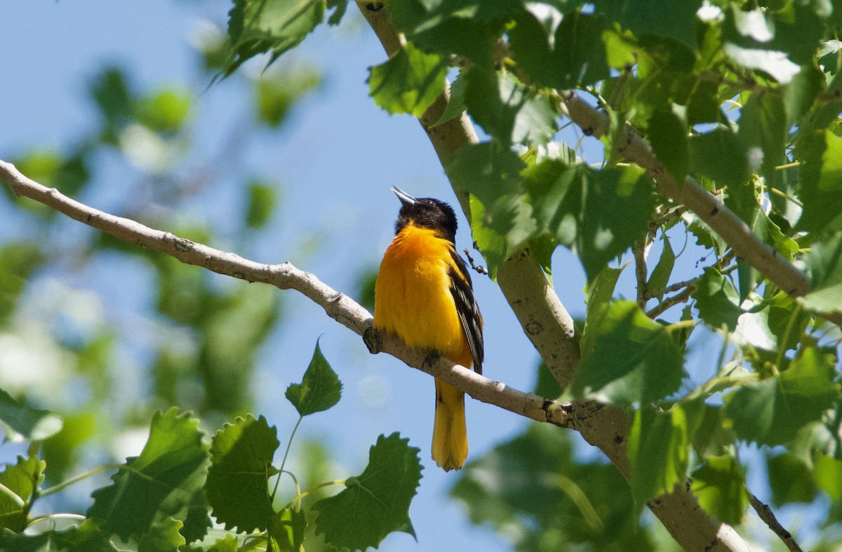 Baltimore Oriole - ML620775005