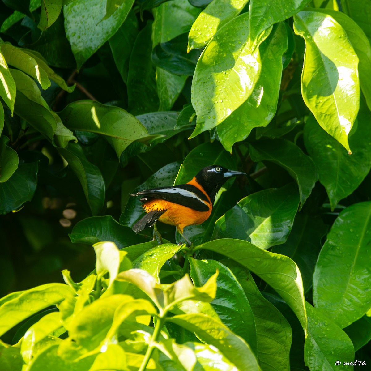 Venezuelan Troupial - ML620775006