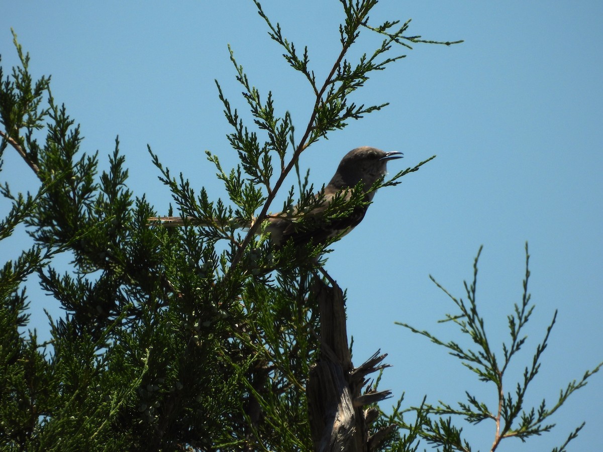 Northern Mockingbird - ML620775010