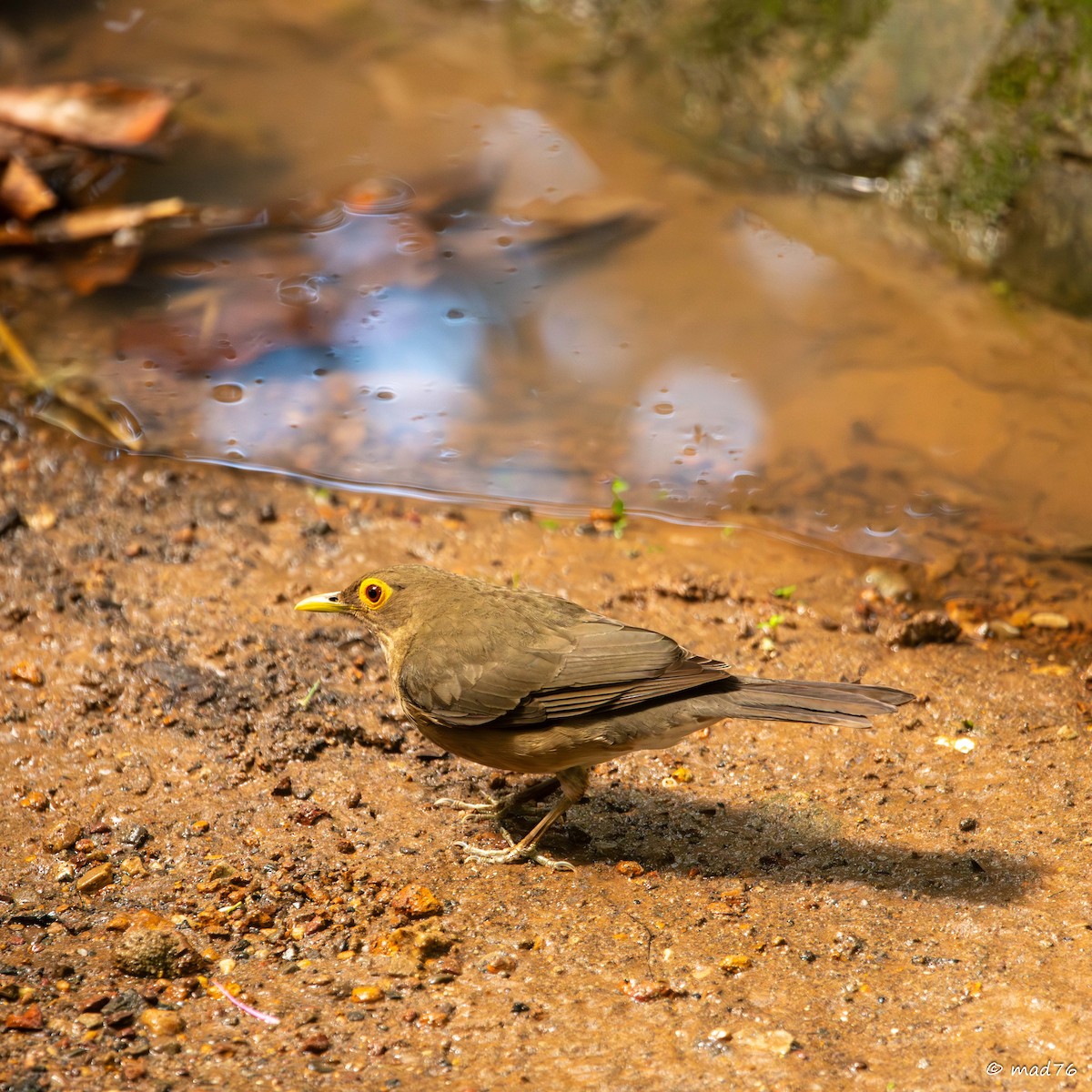 Spectacled Thrush - ML620775011