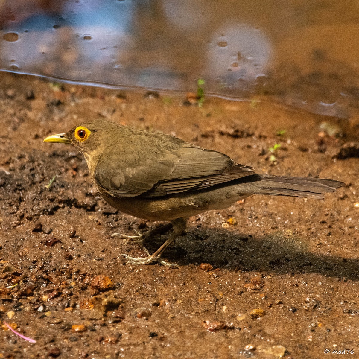 Spectacled Thrush - ML620775012