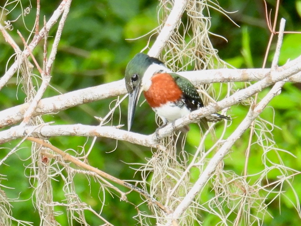 Green Kingfisher - ML620775014