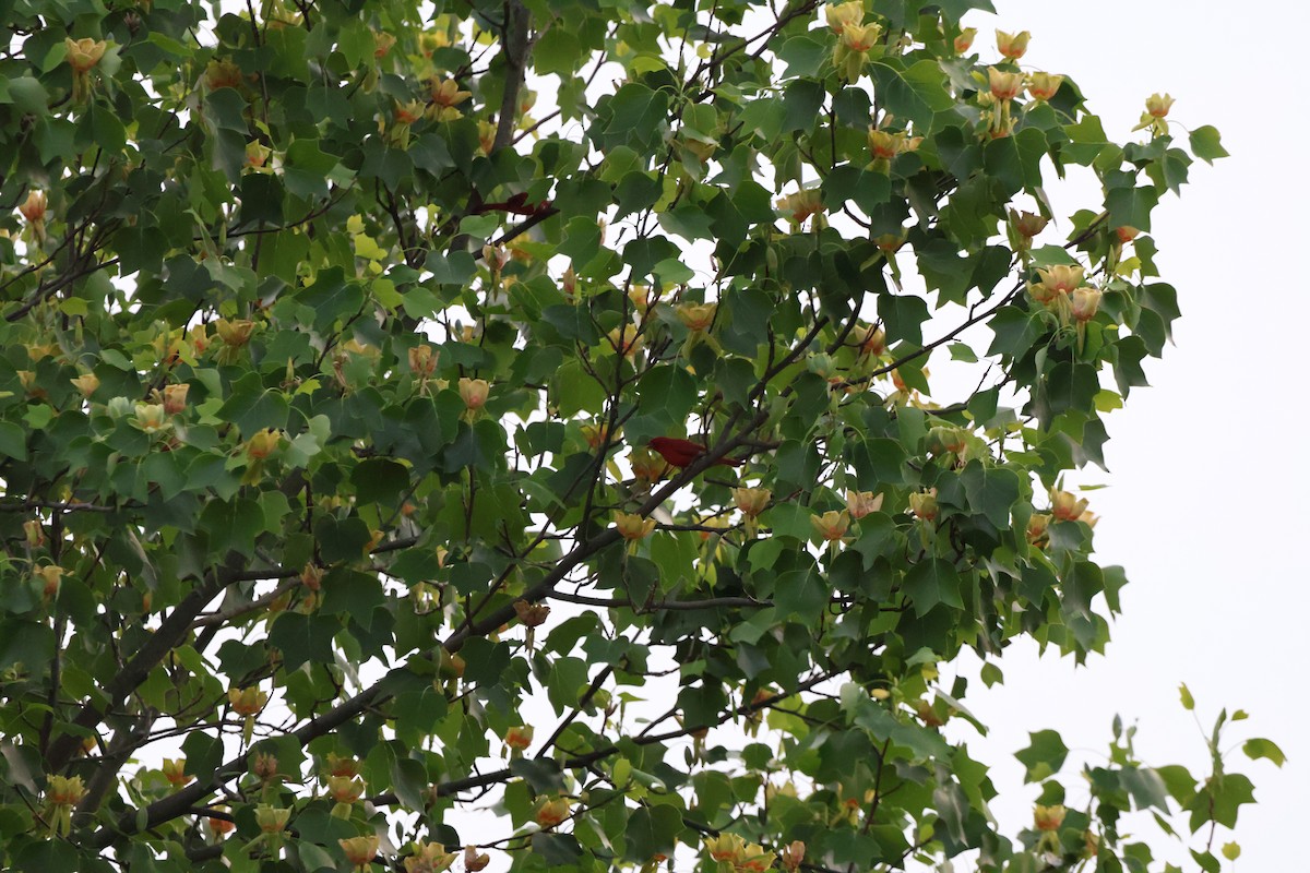 Summer Tanager - ML620775016