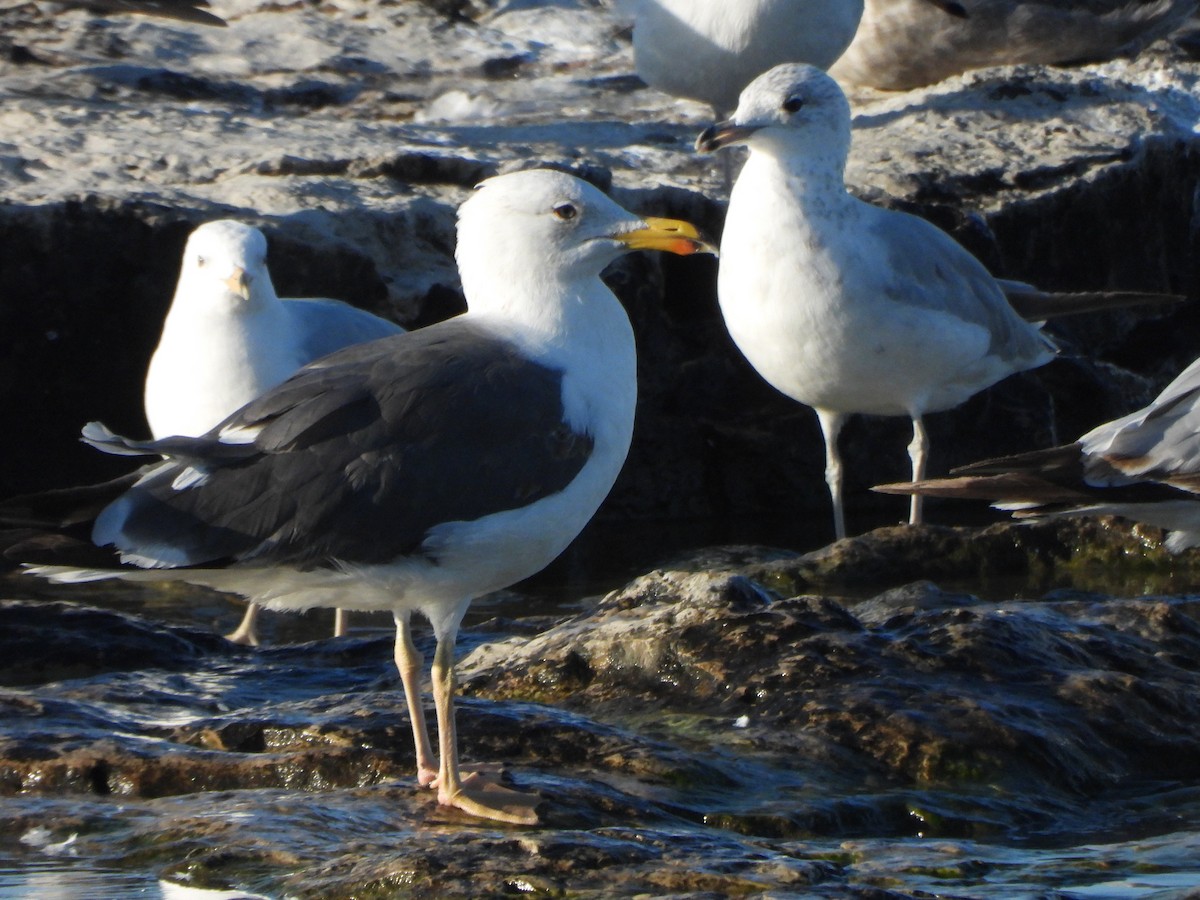 Lesser Black-backed Gull - ML620775017