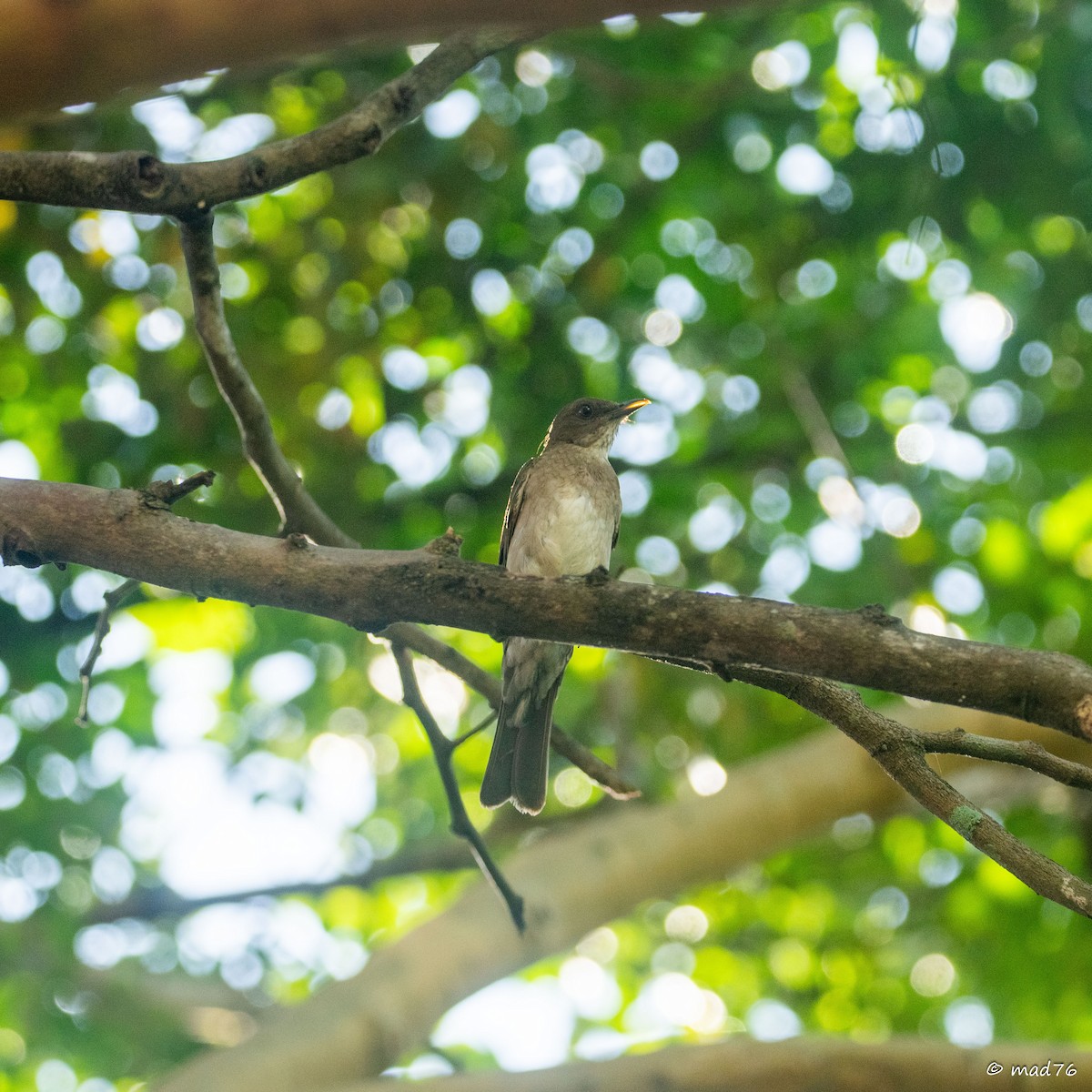 Pale-breasted Thrush - ML620775019