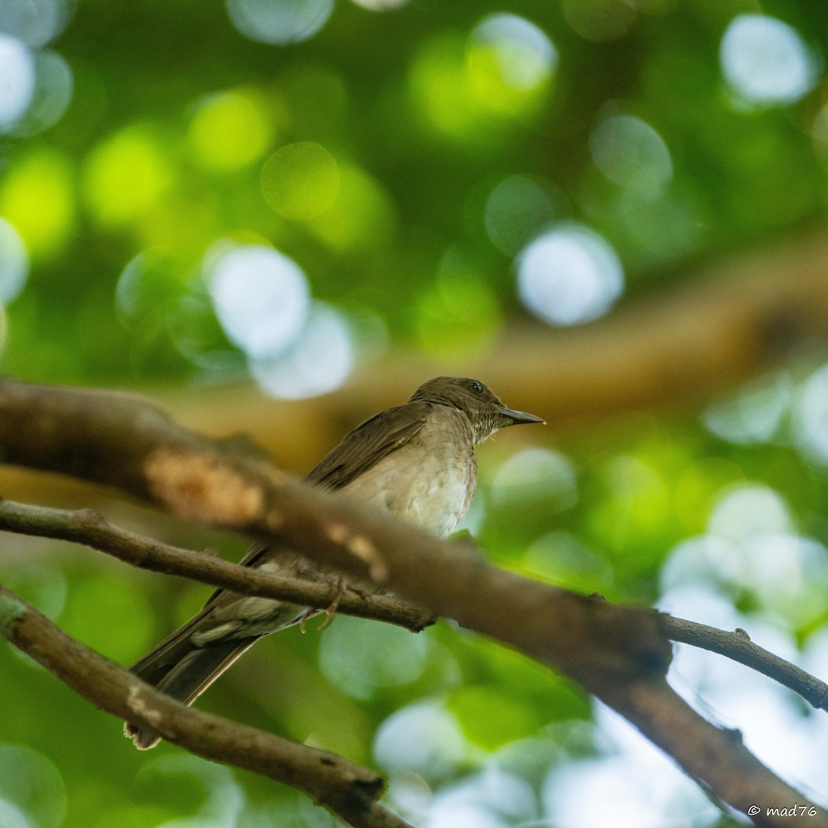 Pale-breasted Thrush - ML620775020