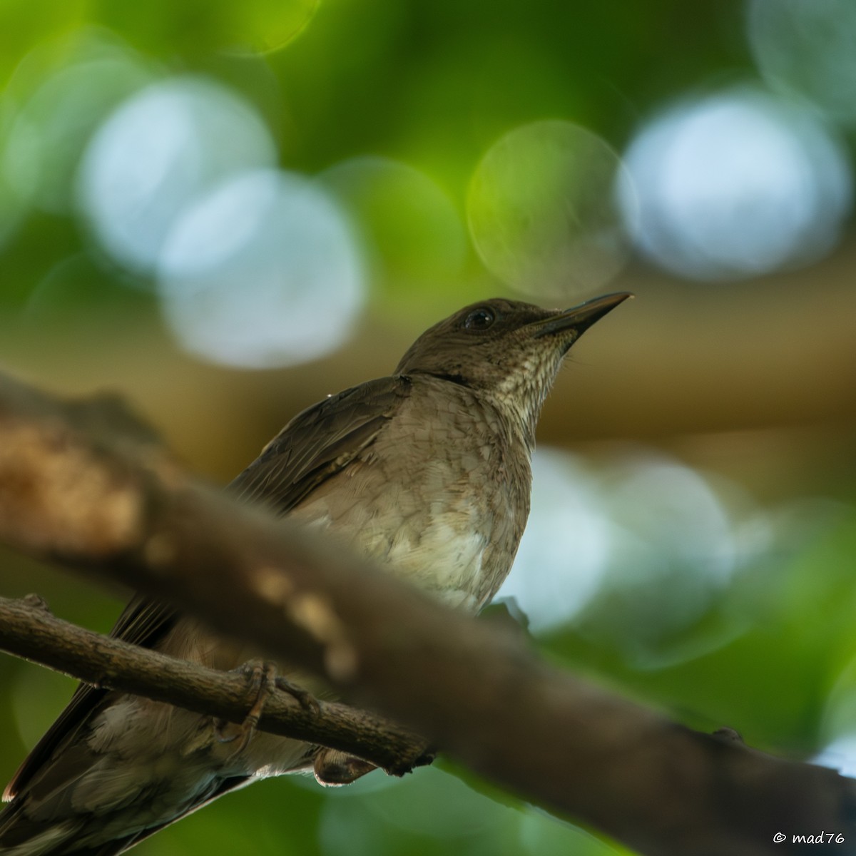 Pale-breasted Thrush - ML620775021