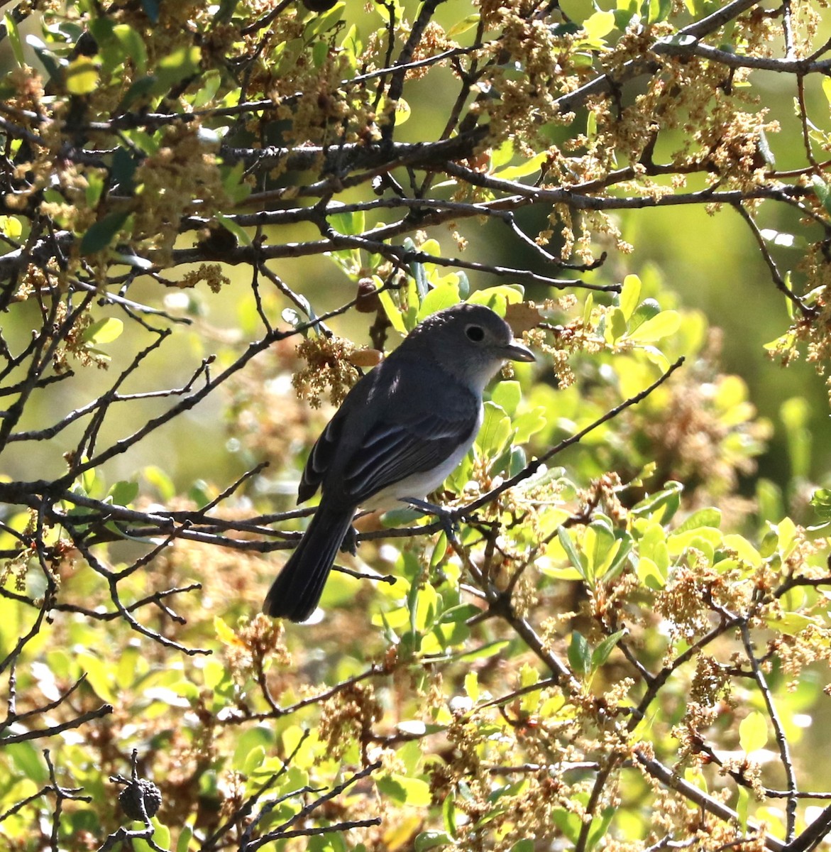 Gray Vireo - ML620775023