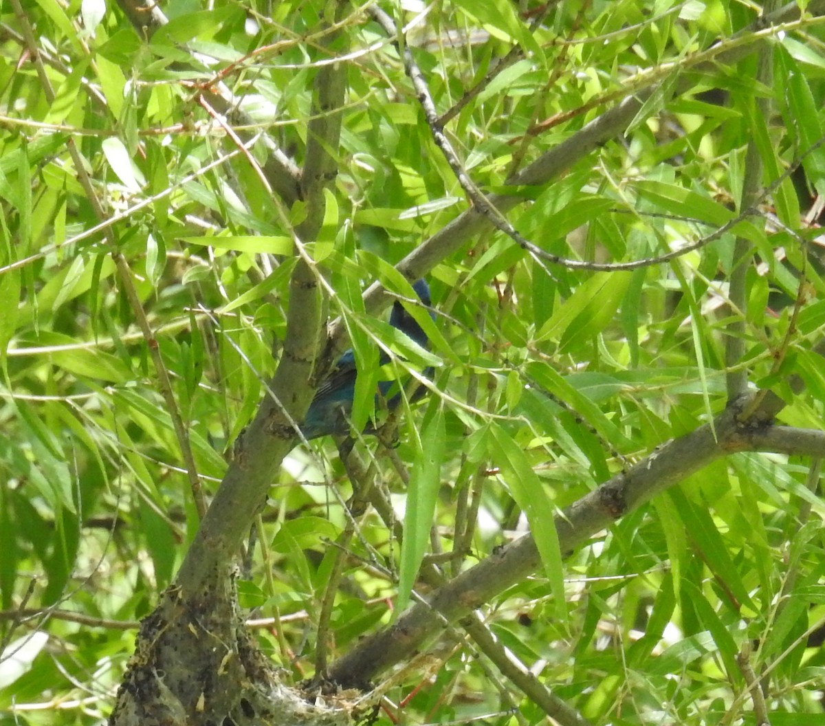 Indigo Bunting - ML620775027