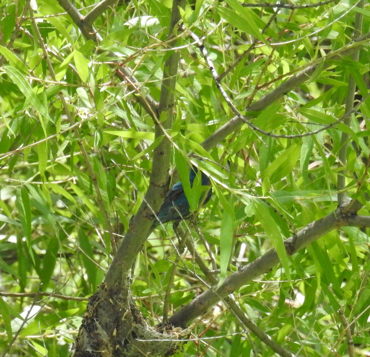 Indigo Bunting - ML620775028