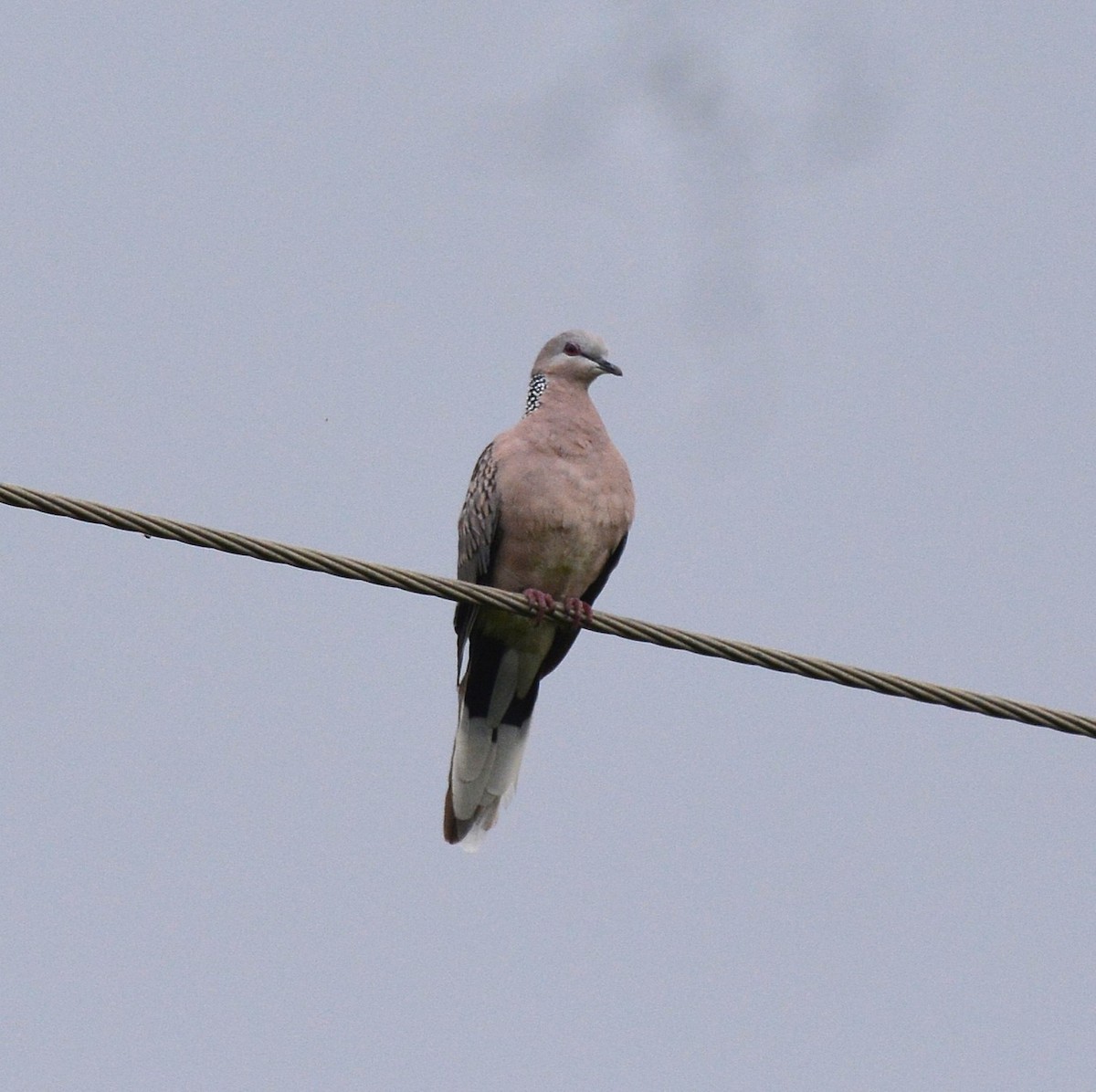 Spotted Dove - ML620775031