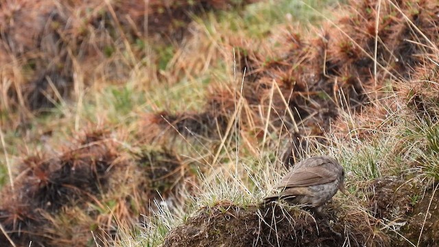 Red-fronted Rosefinch - ML620775032