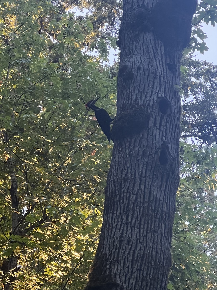 Pileated Woodpecker - ML620775036