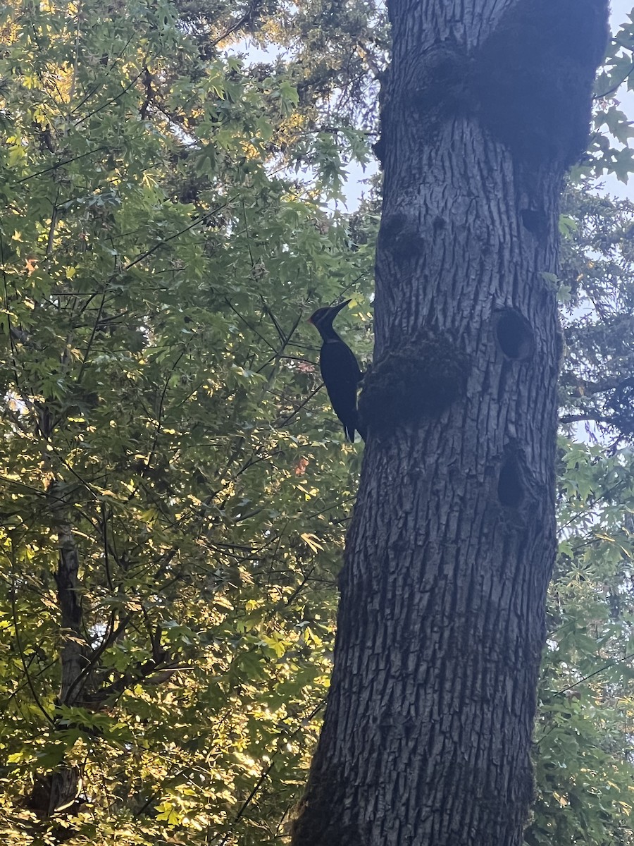 Pileated Woodpecker - ML620775038