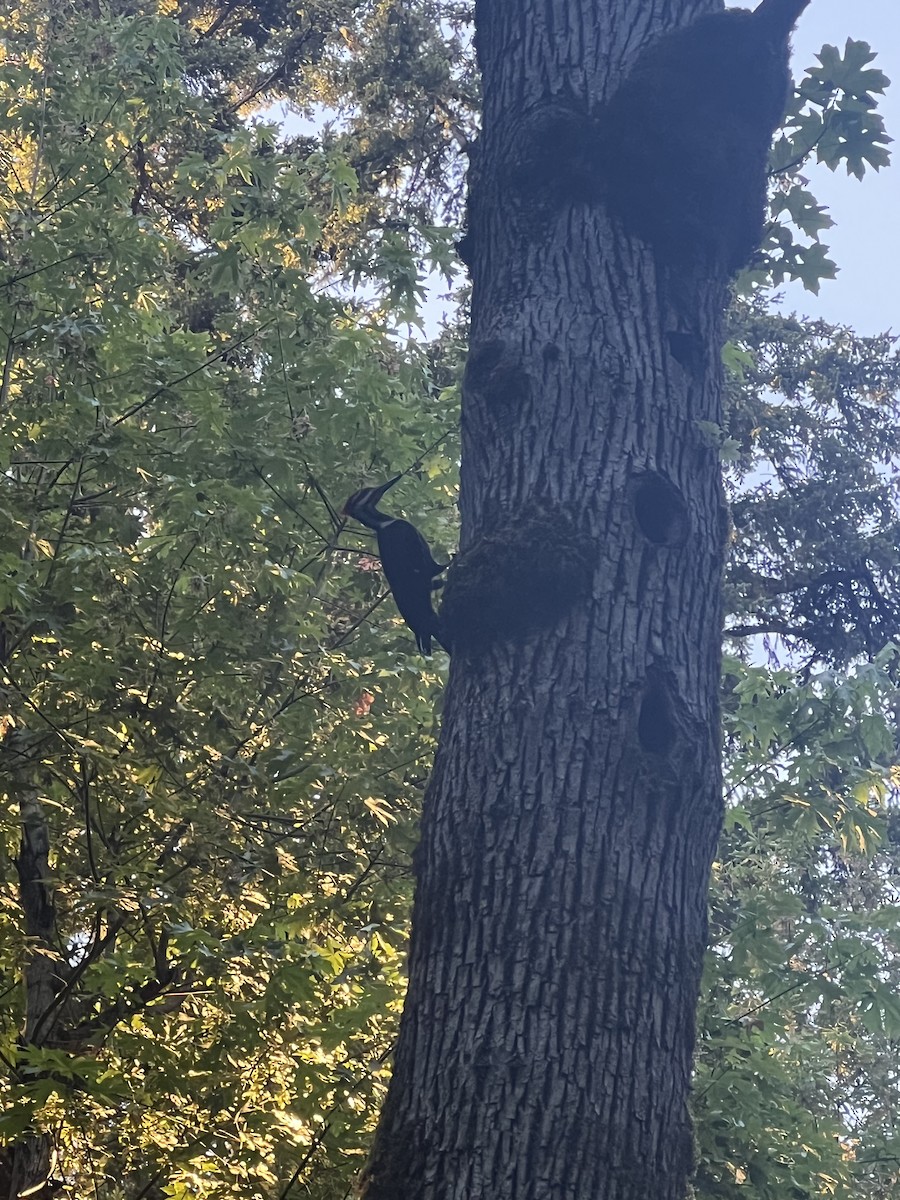 Pileated Woodpecker - ML620775042