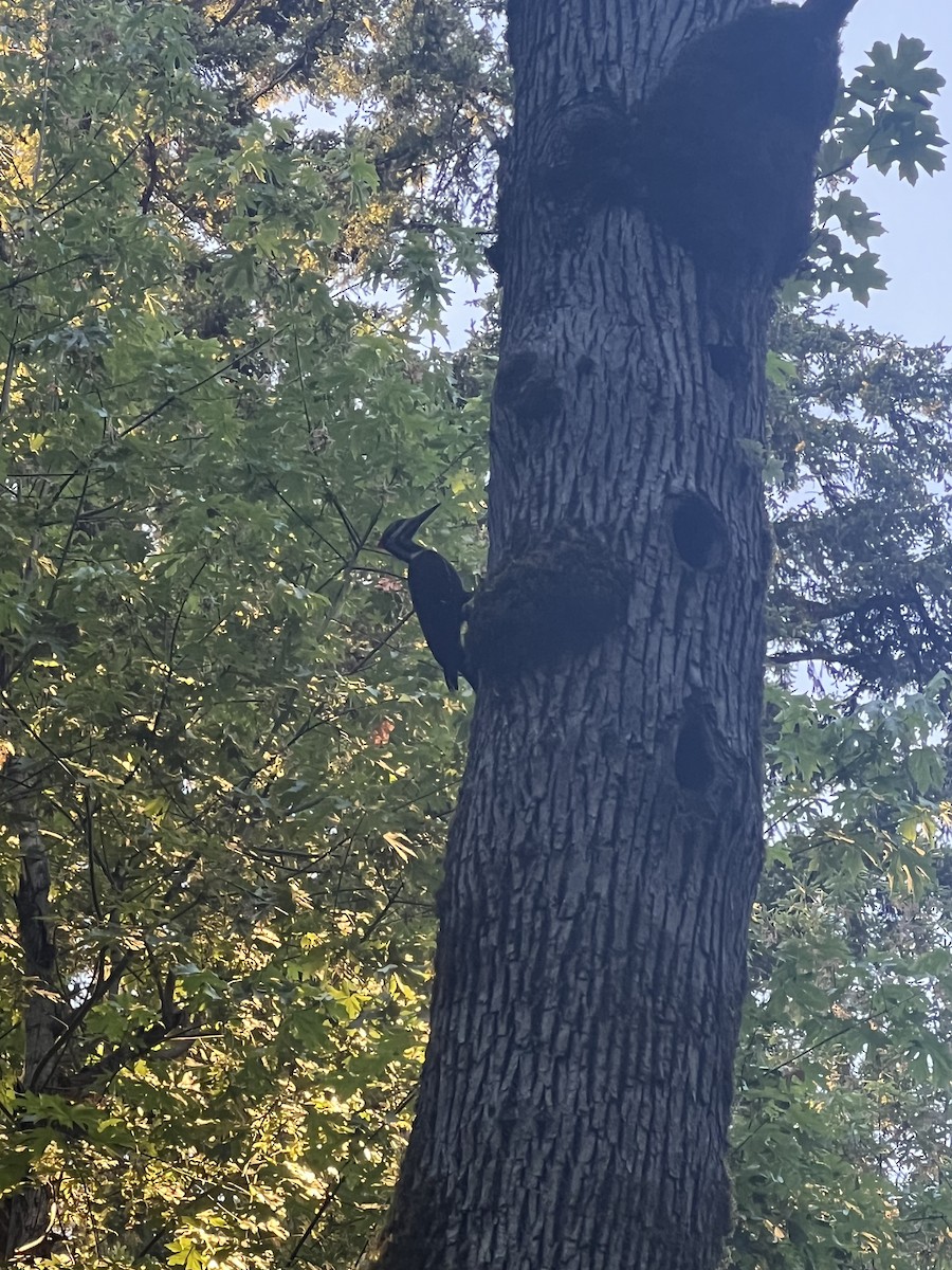 Pileated Woodpecker - ML620775043