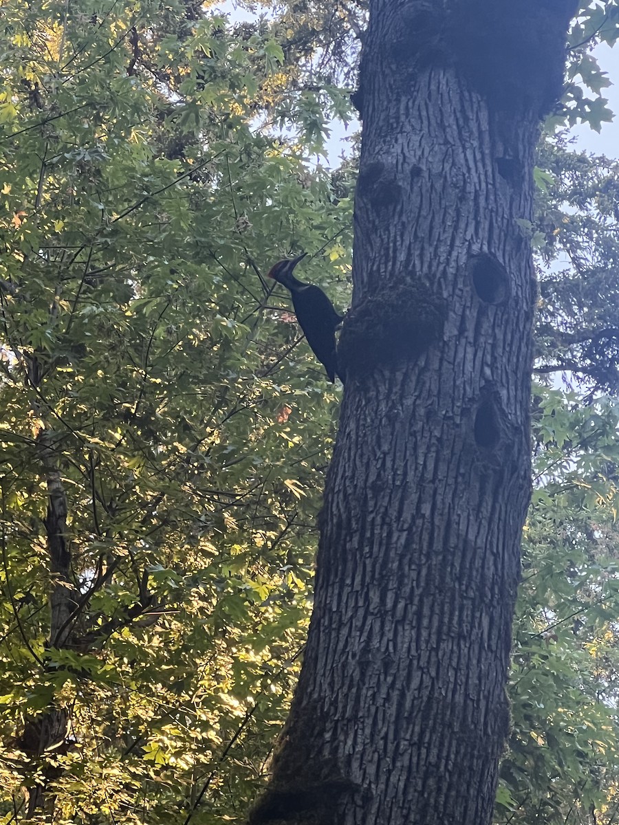 Pileated Woodpecker - ML620775044