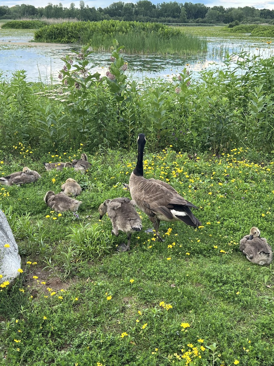 Canada Goose - ML620775045