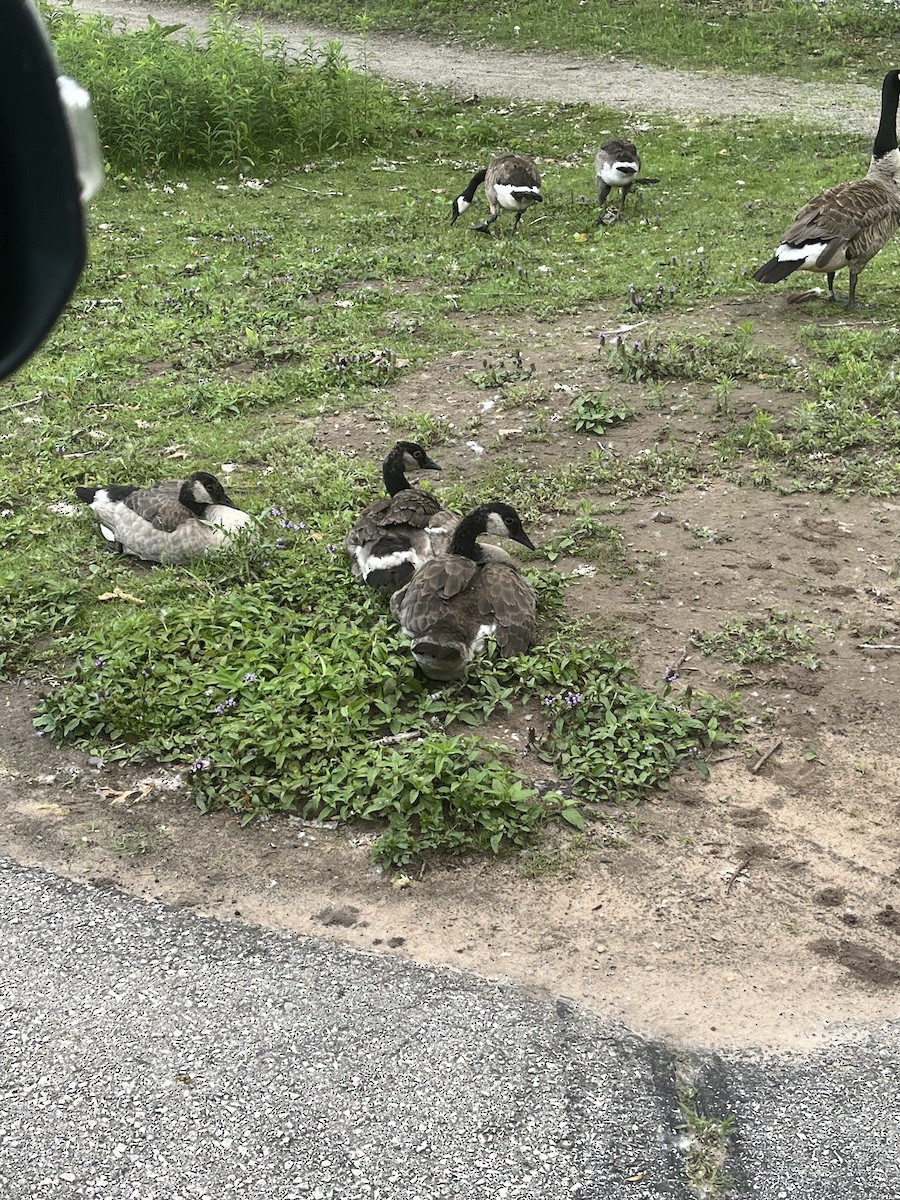 Canada Goose - ML620775047