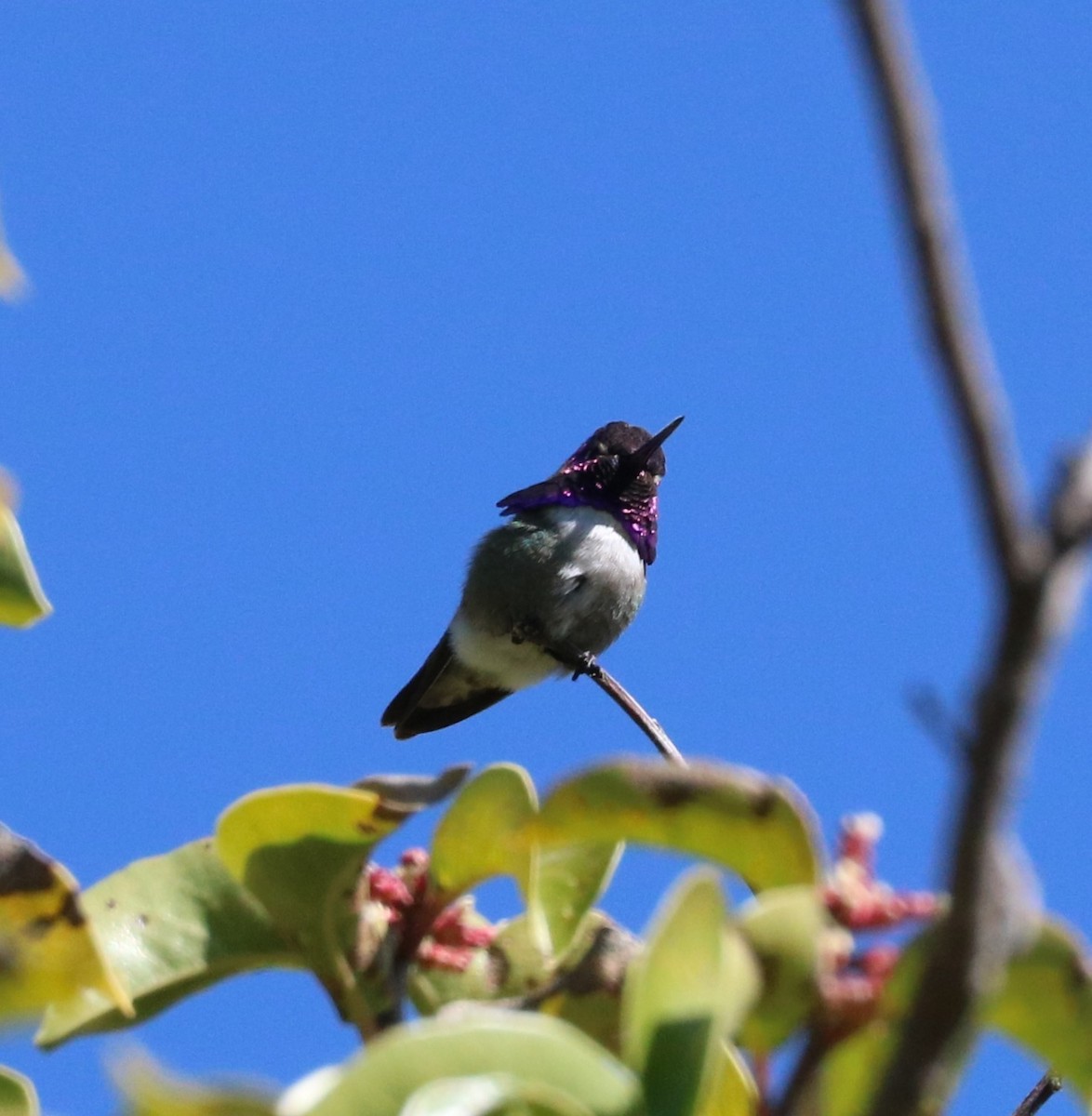 Costa's Hummingbird - ML620775060