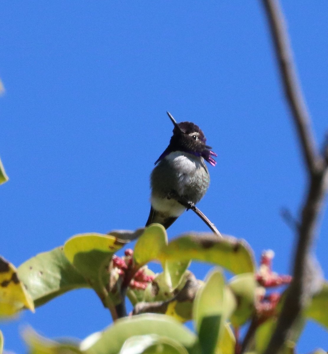 Colibri de Costa - ML620775061