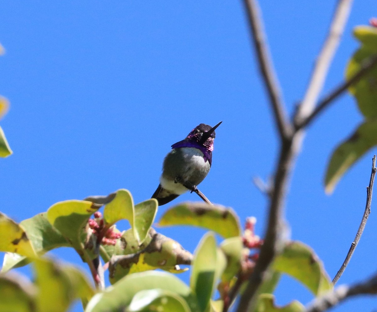 Costa's Hummingbird - adam zions