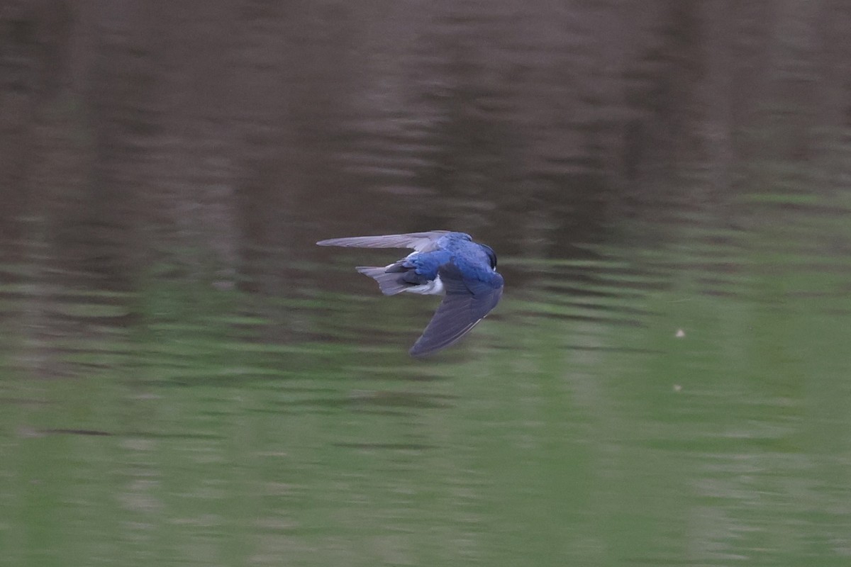 Tree Swallow - ML620775065