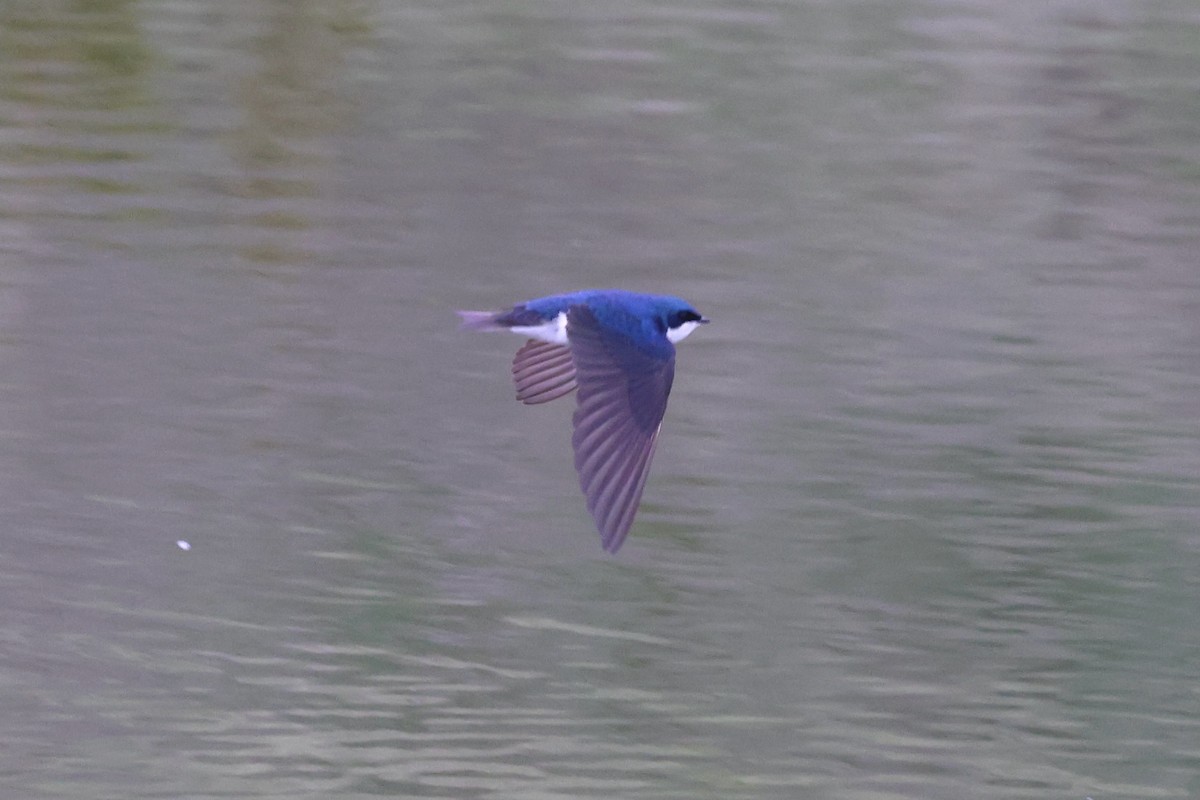 Tree Swallow - ML620775066