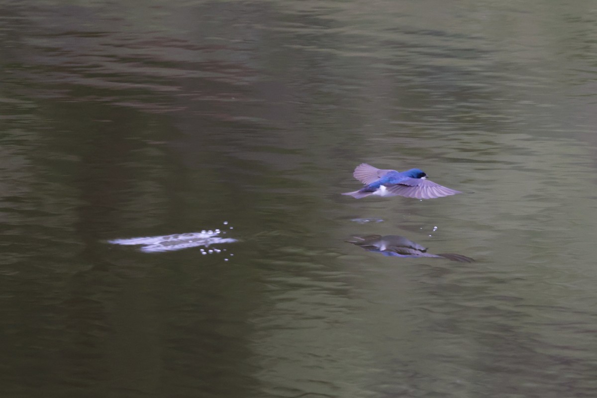 Tree Swallow - ML620775068