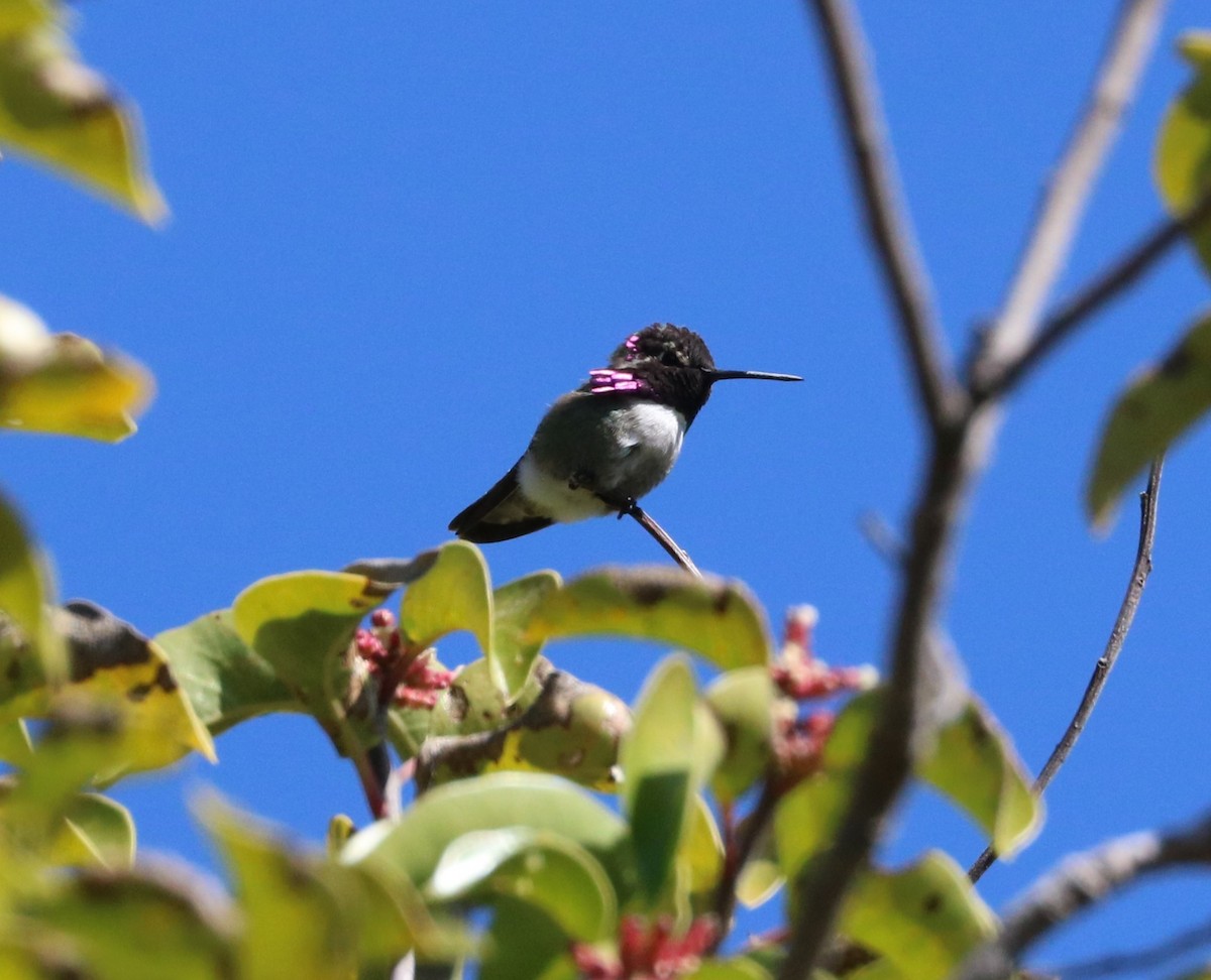 Costa's Hummingbird - ML620775071