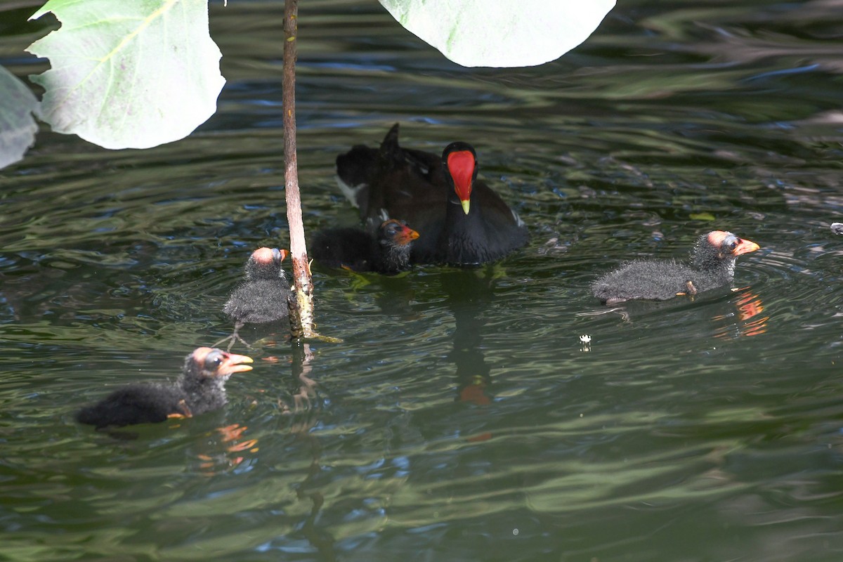 Common Gallinule - ML620775074