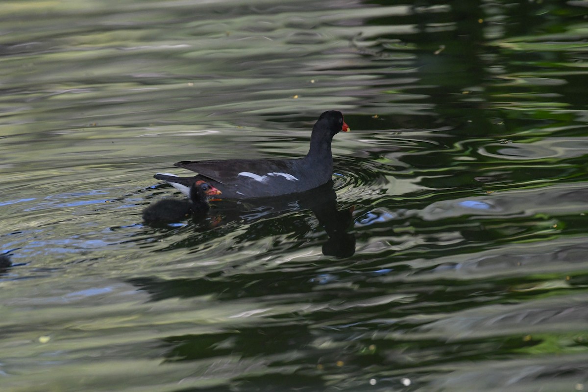 Common Gallinule - ML620775075