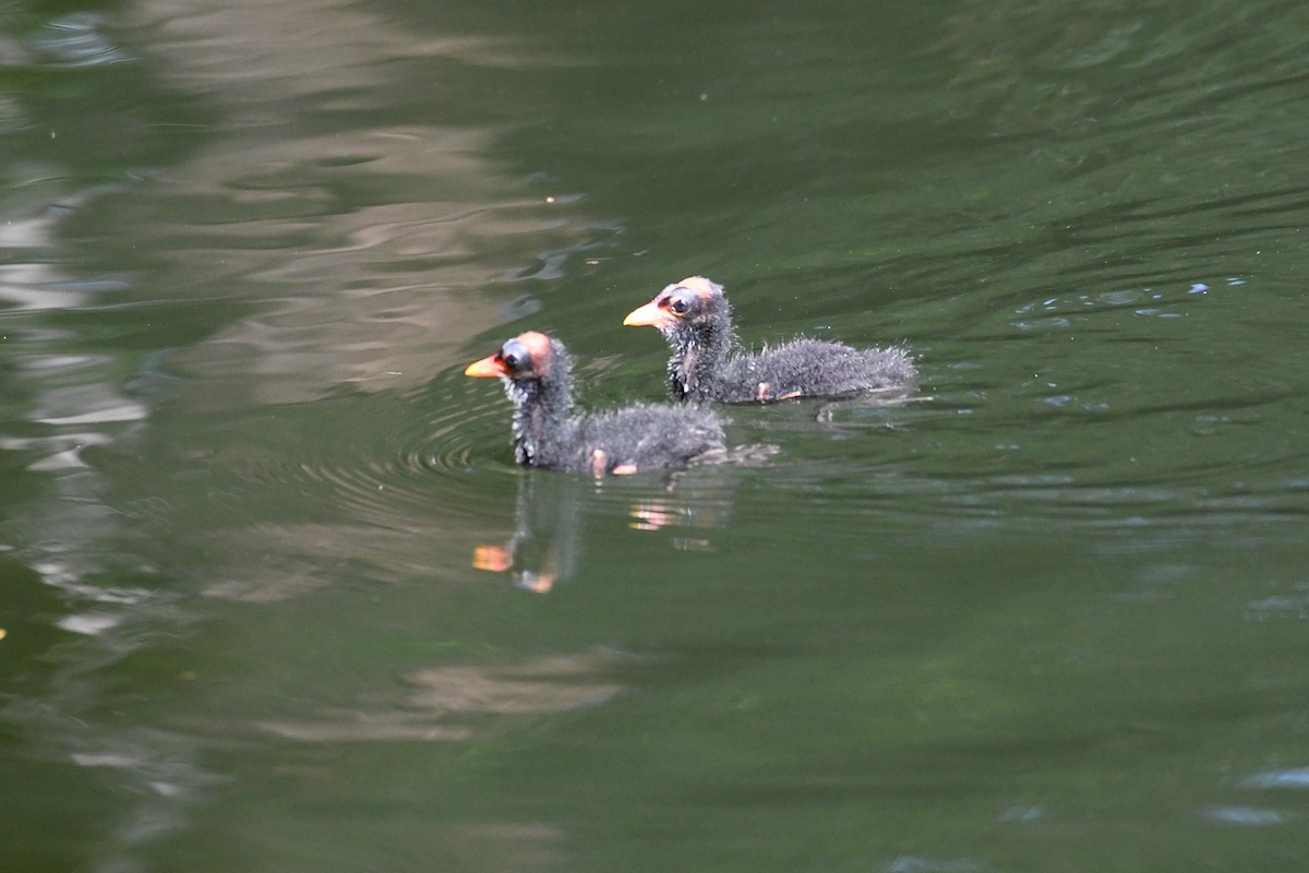 Common Gallinule - ML620775076