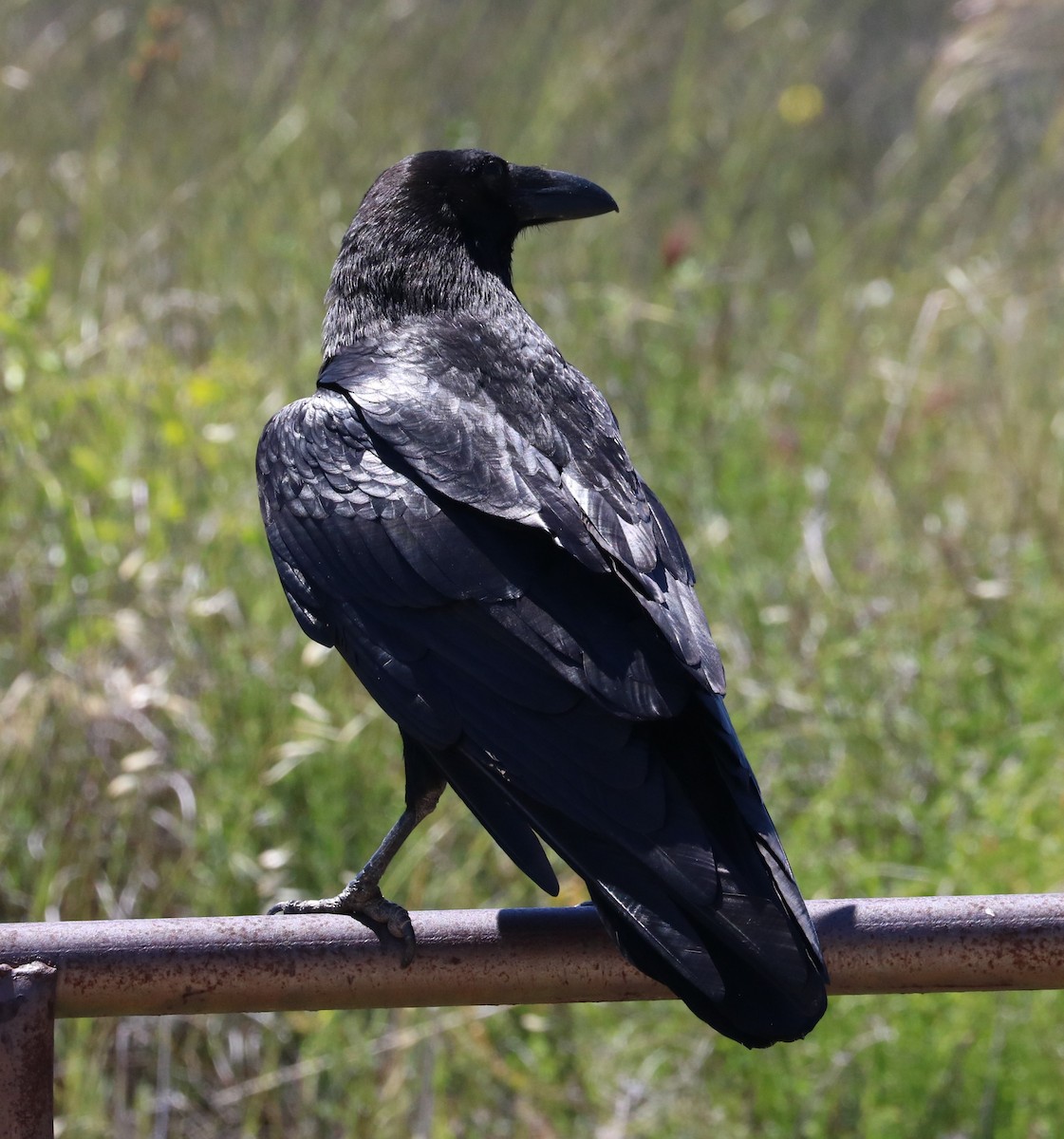 Common Raven - ML620775083