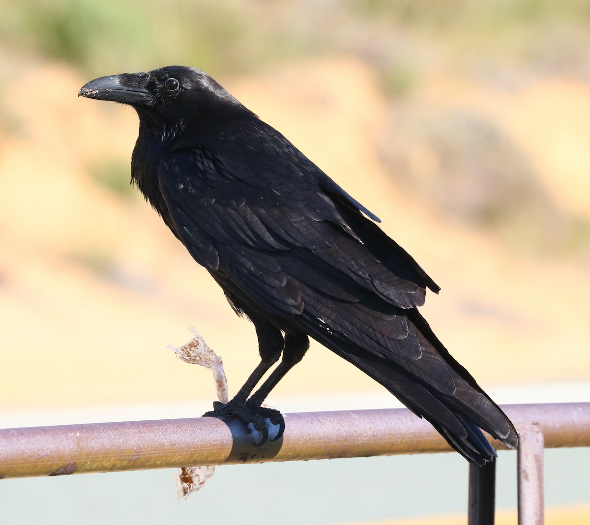 Common Raven - ML620775085