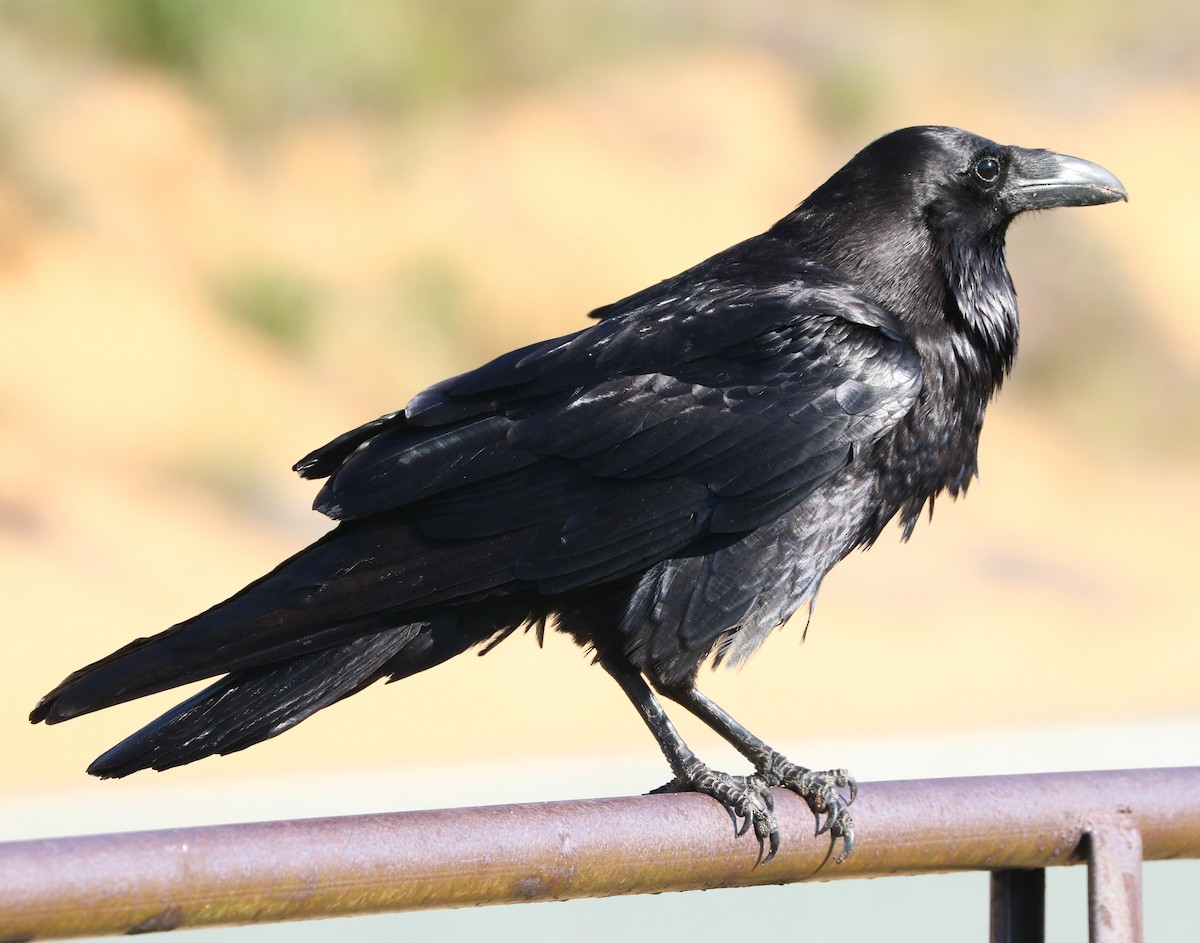 Common Raven - ML620775086