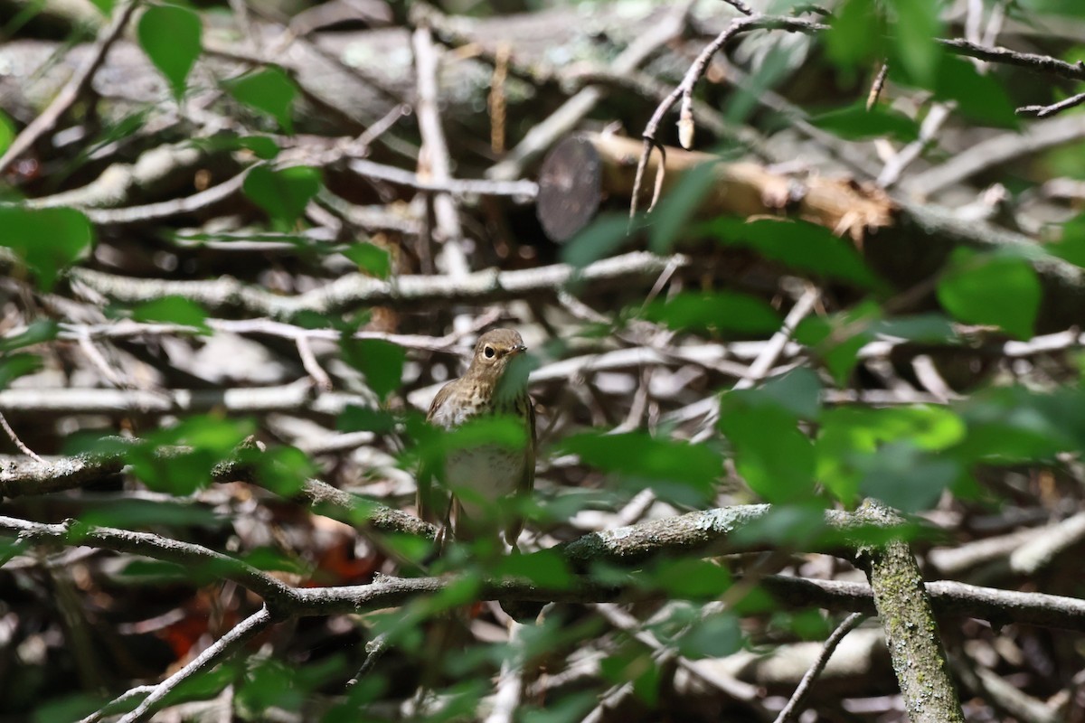 Swainson's Thrush - ML620775090