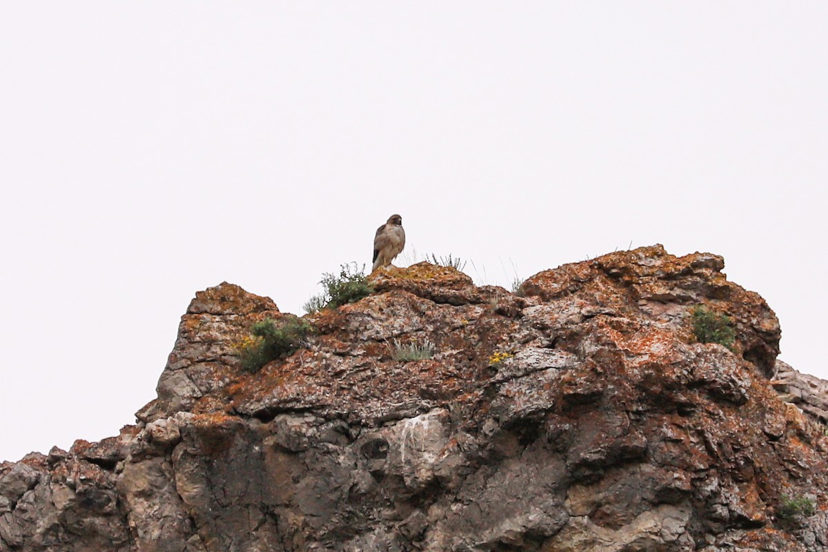 Red-tailed Hawk - ML620775096