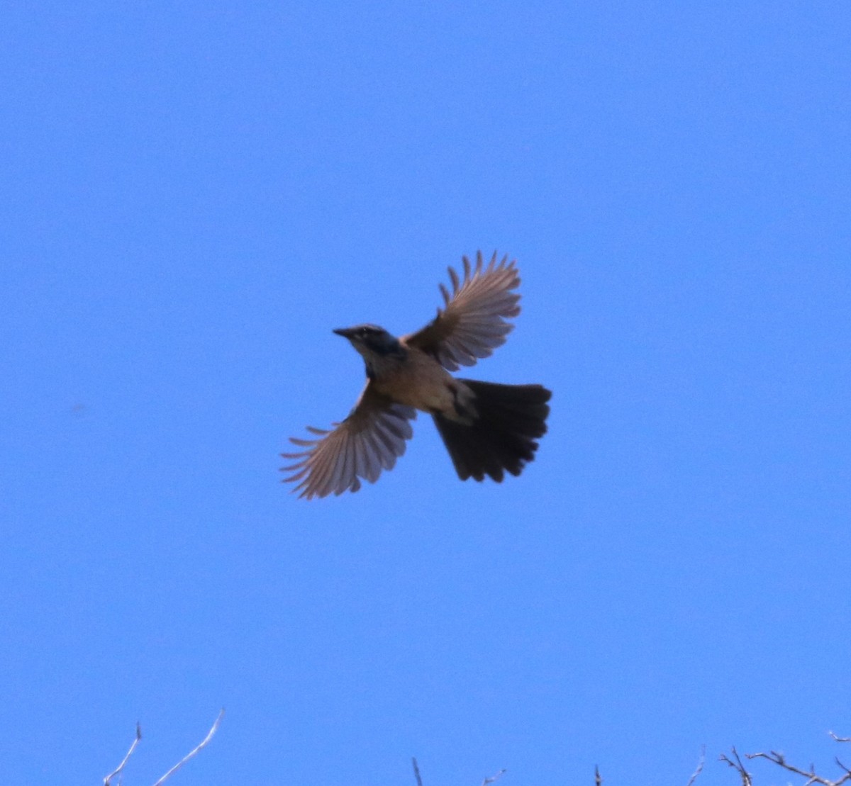 California Scrub-Jay - adam zions