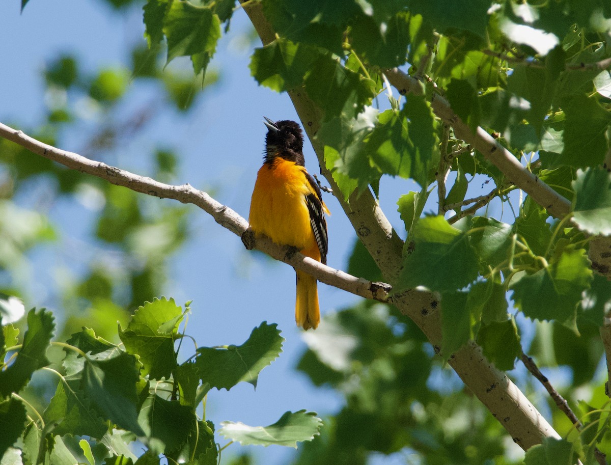 Baltimore Oriole - John Anderson