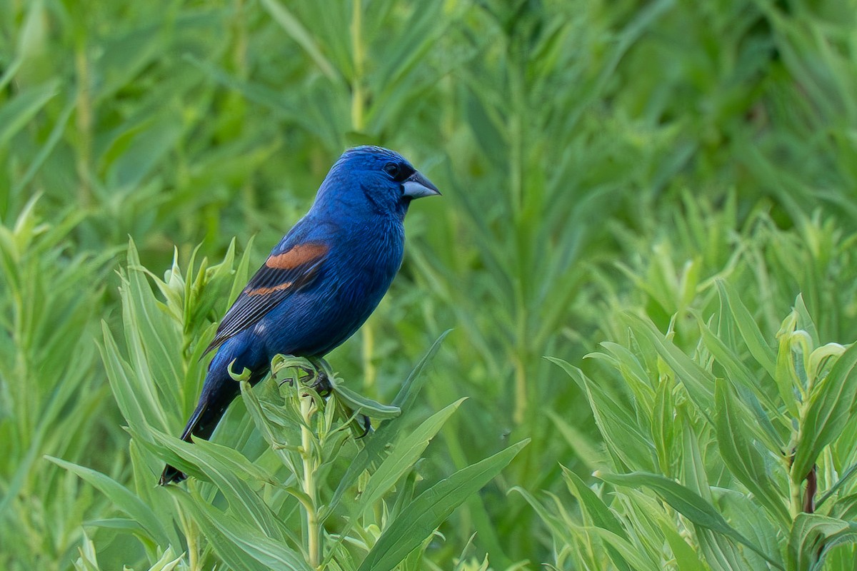 Blue Grosbeak - ML620775103