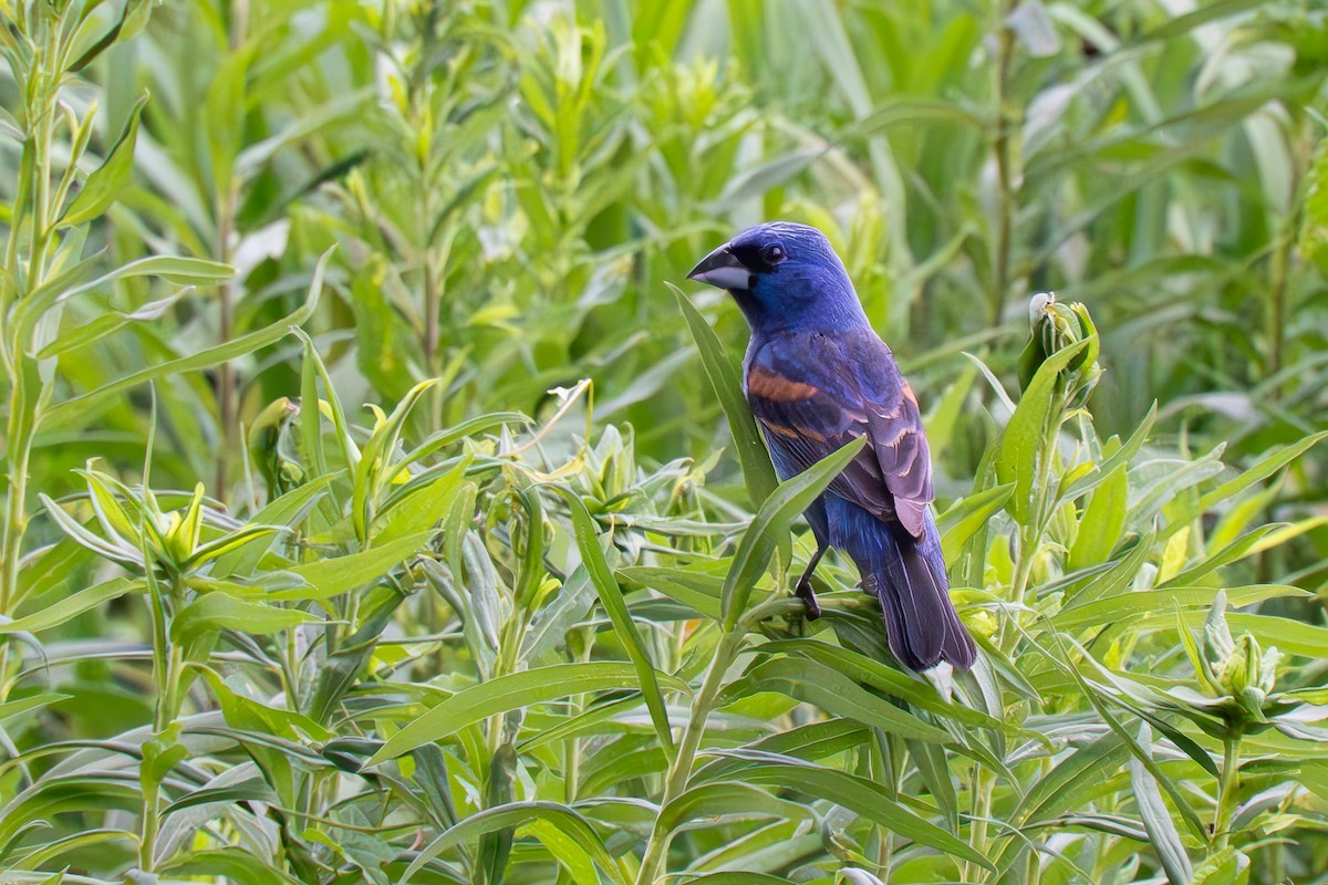 Blue Grosbeak - ML620775105