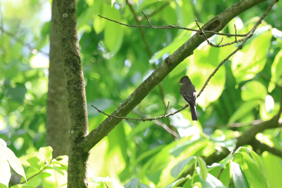 Eastern Wood-Pewee - ML620775107