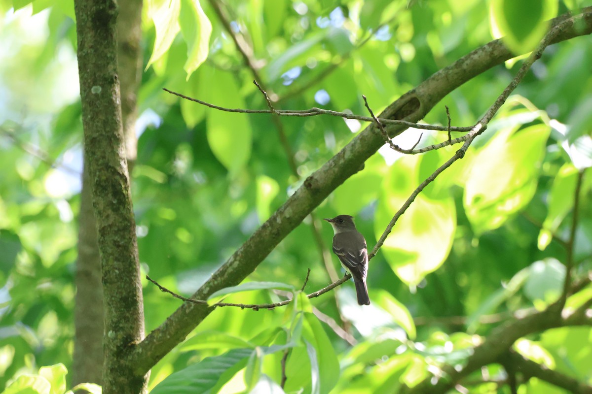 Eastern Wood-Pewee - ML620775108