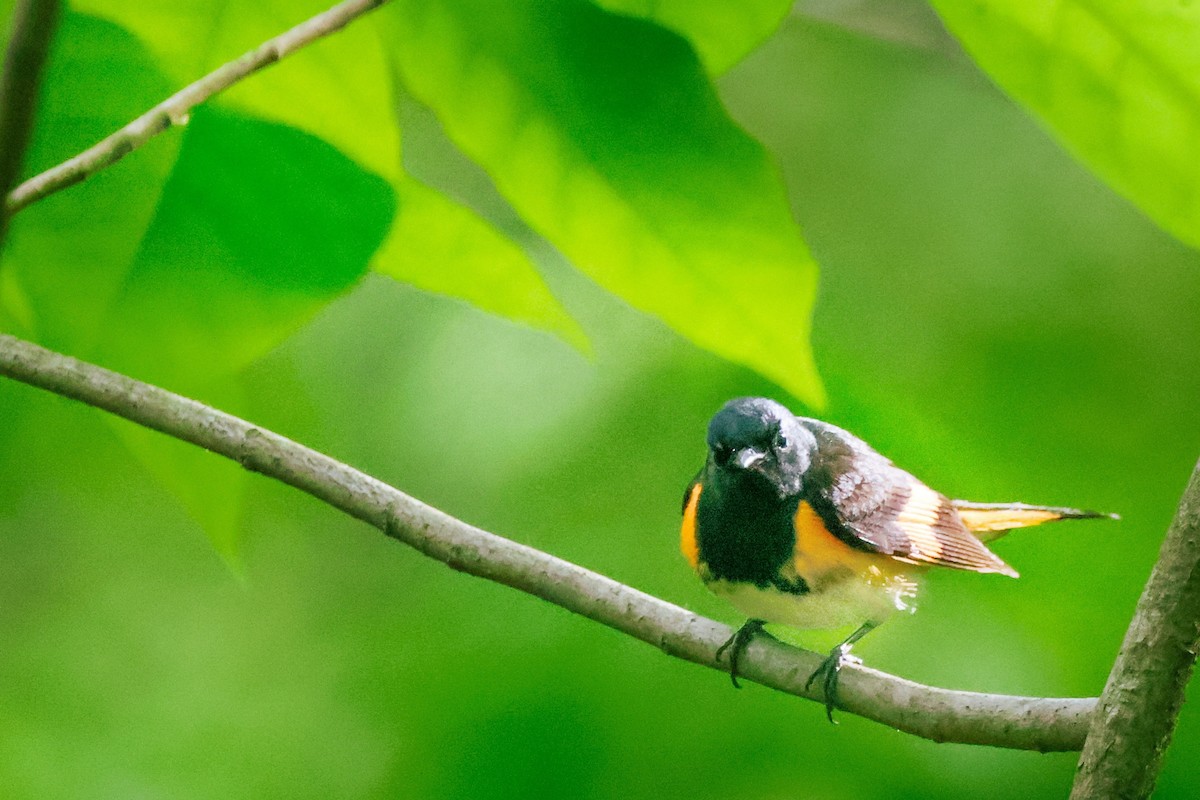 American Redstart - ML620775111