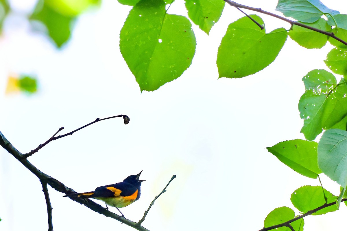 American Redstart - ML620775112