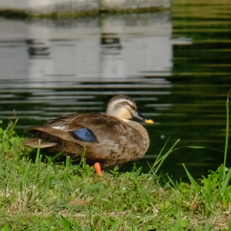 Eastern Spot-billed Duck - ML620775113